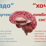 What is neocortex