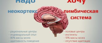 Что такое неокортекс