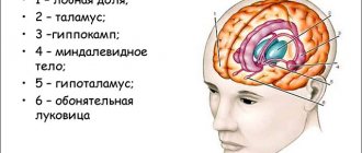 Where is the olfactory brain located?