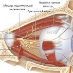Innervation of the eye