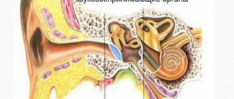 How and with what to treat cochlear neuritis of the auditory nerve. sensorineural hearing loss (cochlear neuritis): causes, symptoms and treatment cochlear neuritis of the auditory nerve symptoms treatment 