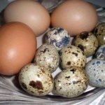Куриные и перепелиные яйца