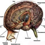 limbic system of the brain