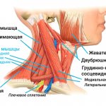 Finding the scalene muscle