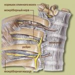 The nerves passing between the ribs cause intercostal neuralgia when they are compressed and inflamed