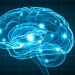 head brain areas