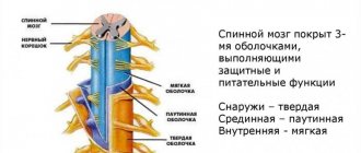 Оболочки спинного мозга