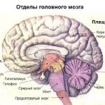 Divisions of the brain