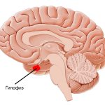 location of the pituitary gland
