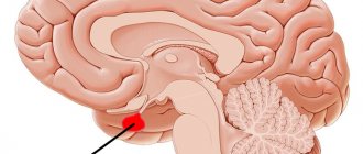 location of the pituitary gland