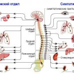 Sympathetic and parasympathetic nervous system