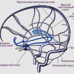 Sinuses of the brain