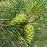 Pine cones for stroke - 3 recipes for quick recovery