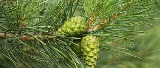 Pine cones for stroke - 3 recipes for quick recovery