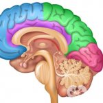 &#39;Make a summary table &quot;Functions of the brain regions&quot;&#39;