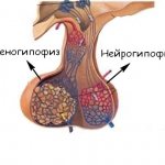 structure of the pituitary gland - adenohypophysis and neurohypophysis