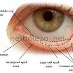 Structure of the lower eyelid