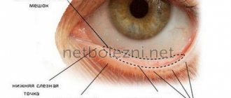 Structure of the lower eyelid