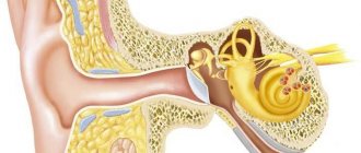 Structure of the inner ear and vestibular apparatus