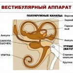 В большинстве случаев головокружение возникает из-за нарушений работы внутреннего уха