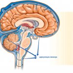Everything about the possible development of brain damage