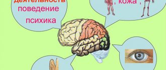 What is the parietal lobe responsible for?